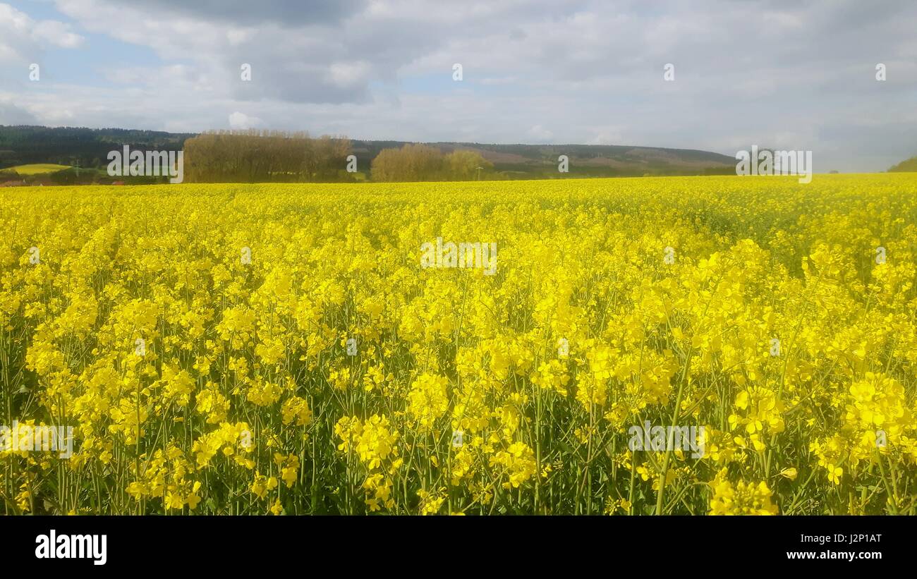 Raps-Feld in voller Blüte in der Nähe von hessischen Oldendorf, Deutschland, in das Weserbergland. Stockfoto