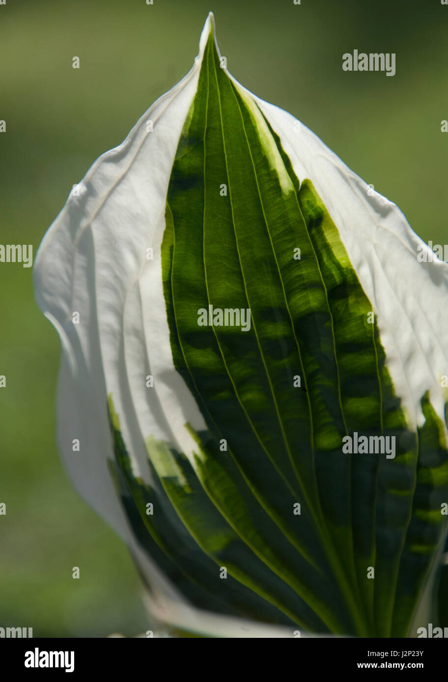 Hosta 'Patriot' ist eine beliebte, auffällige hosta Stockfoto