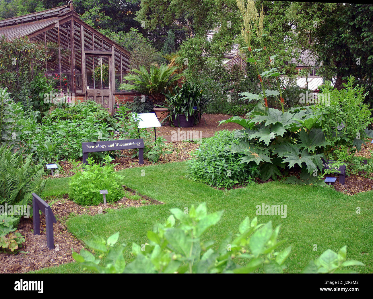 Chelsea Physic Garden Pflanzen mit medizinischen Verwendung ausstellen Stockfoto