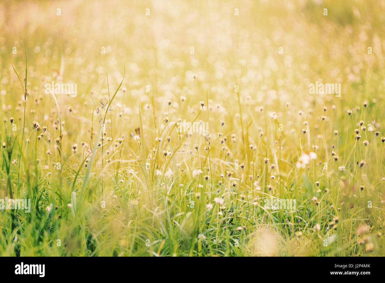 Wiese mit langen Blatt Gras- und wilde Blumen, Vintage-Look, selektiven Fokus für blur Hintergrundeffekt Stockfoto