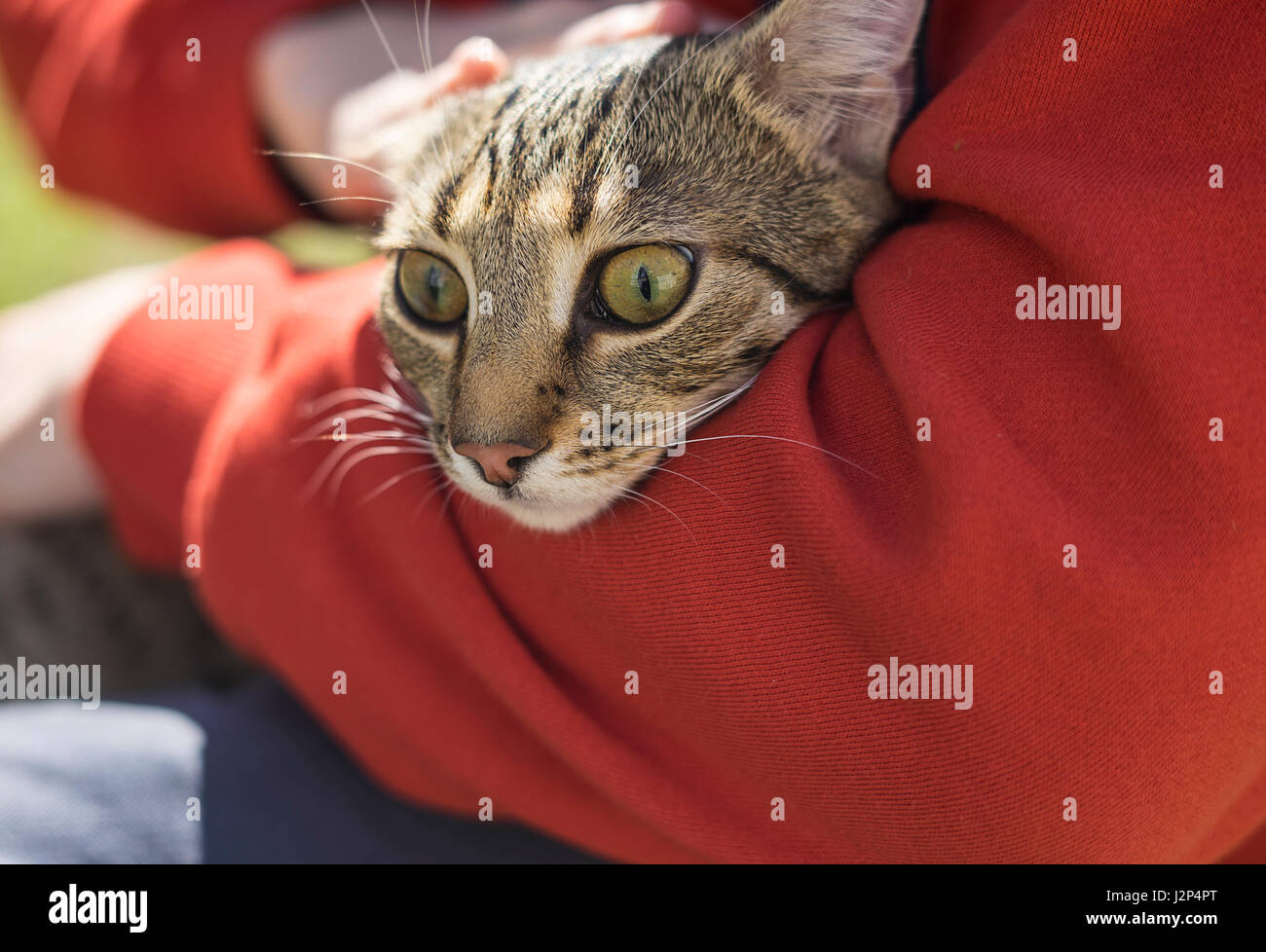 Mann hält Strret heimatlose Katze Stockfoto