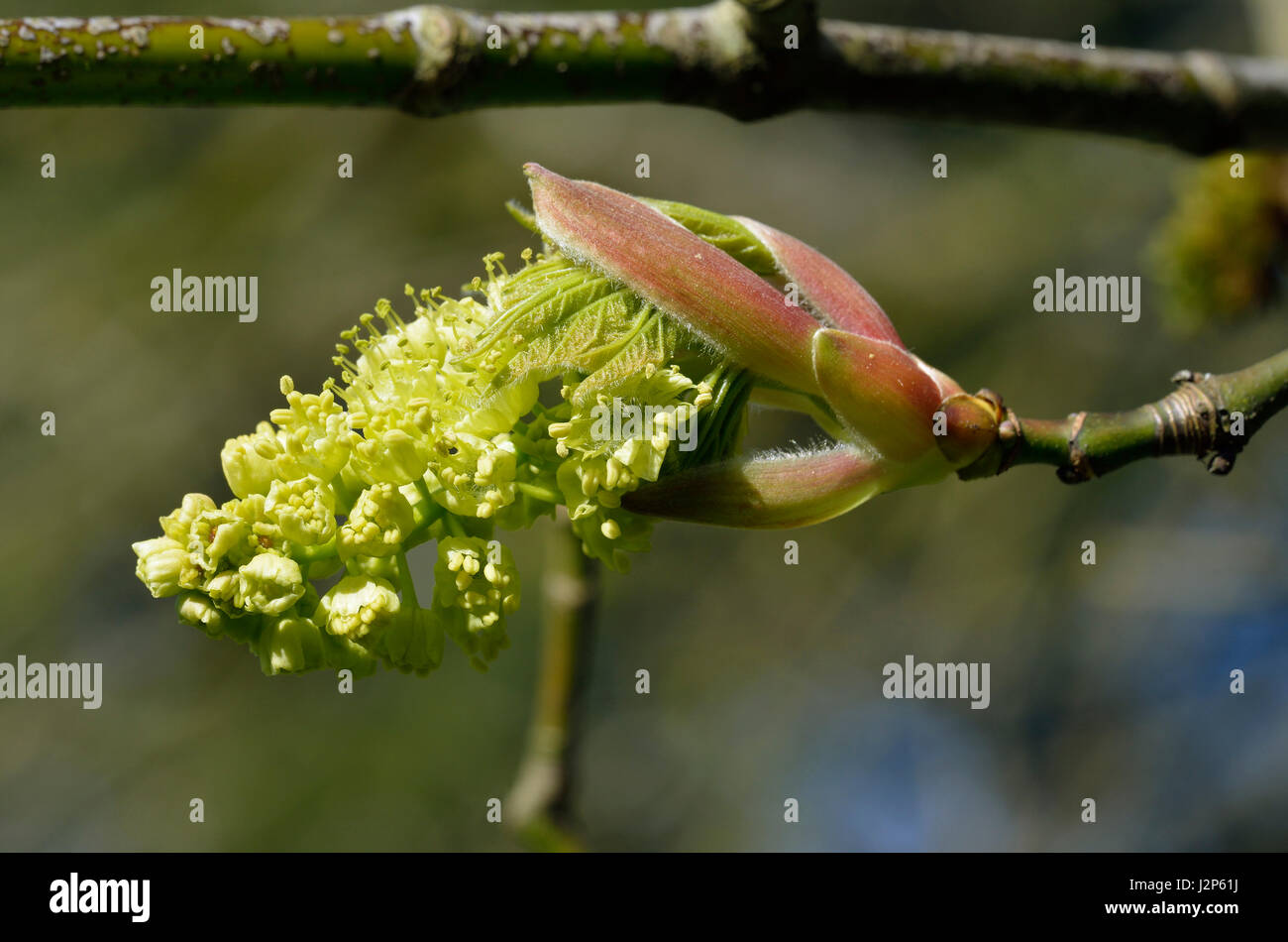 Oregon oder unten Ahorn - Acer Macrophyllum Nahaufnahme der Blüte von pazifischen Küste der USA Stockfoto