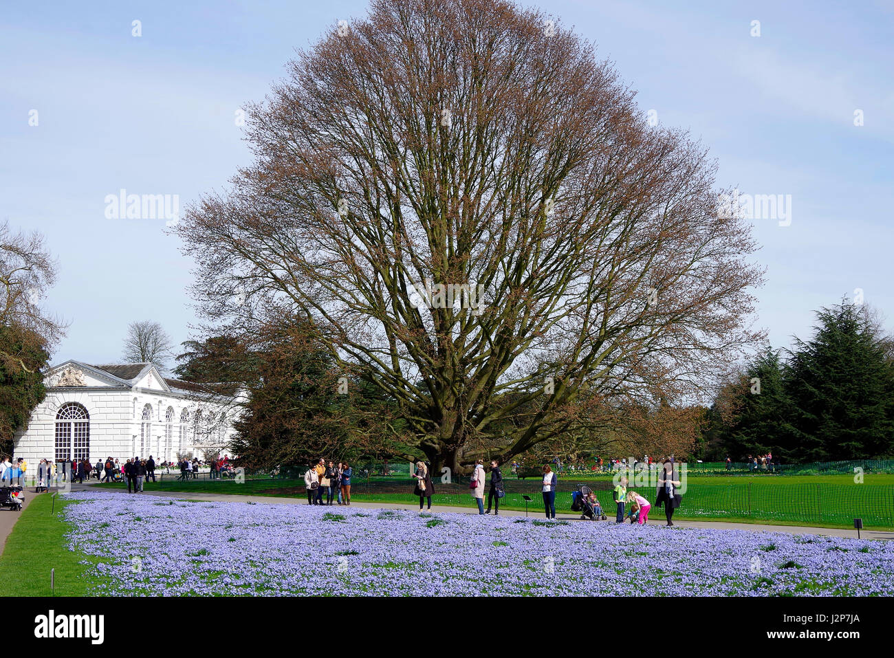 Ein Teppich von scilla forbelsi, Chionodoxa forbesii oder Forbes "Herrlichkeit - von - die - Schnee, in Kew Gardens, der im Frühjahr 2017 Stockfoto