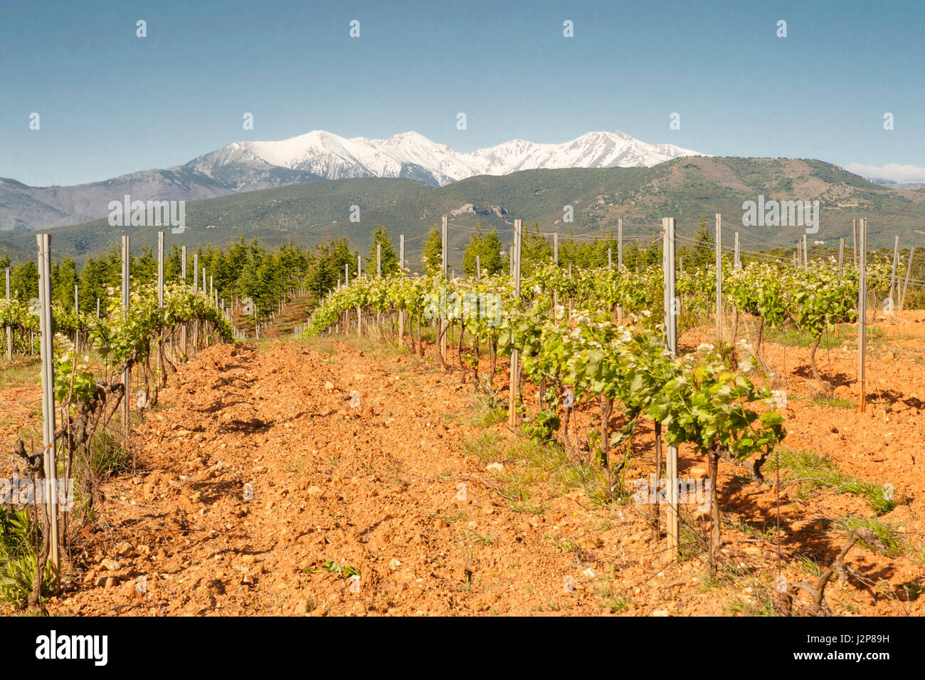 Weingärten an den Ausläufern des Canigou Stockfoto
