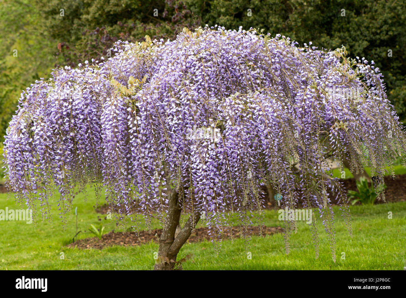 Nahaufnahme von den schönen Frühling blühende Wisteria Floribunda Kletterpflanze mit zarten lange lila Blüten Stockfoto