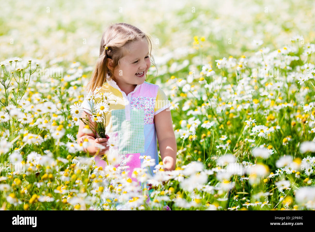 Kind spielt in Daisy-Feld. Mädchen frische Blumenpflücken in Margeriten Wiese an sonnigen Sommertag. Kinder spielen im Freien. Kinder entdecken Natur. Wenig gi Stockfoto