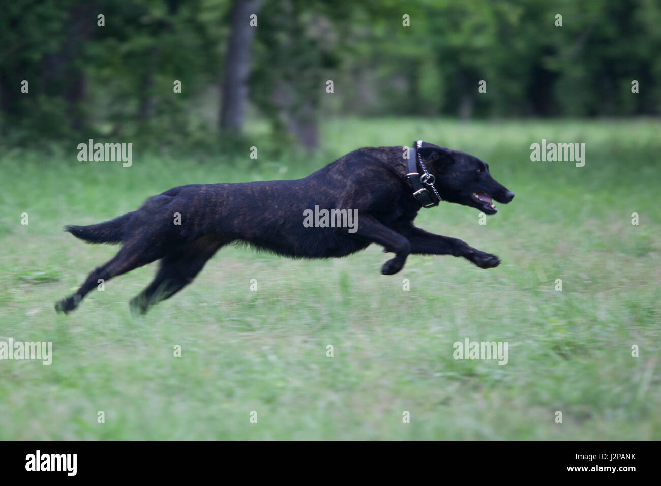 US-Marines der militärischen Working Dog Handler Kurs, Marine Ablösung Lackland Verhalten Hund Handhabung kontrollierte Aggression auf der Lackland Air Force Base, Texas, 22. März 2017. Die Aufgabe der Marine Ablösung Lackland Eintrag, zwischen-, trainieren und fortgeschrittene Marines auf die Fähigkeiten eines militärischen Working Dog Handler und grundlegende Korrekturen Spezialist (U.S. Marine Corps Foto von Lance Cpl. Jose Villalobosrocha) Stockfoto