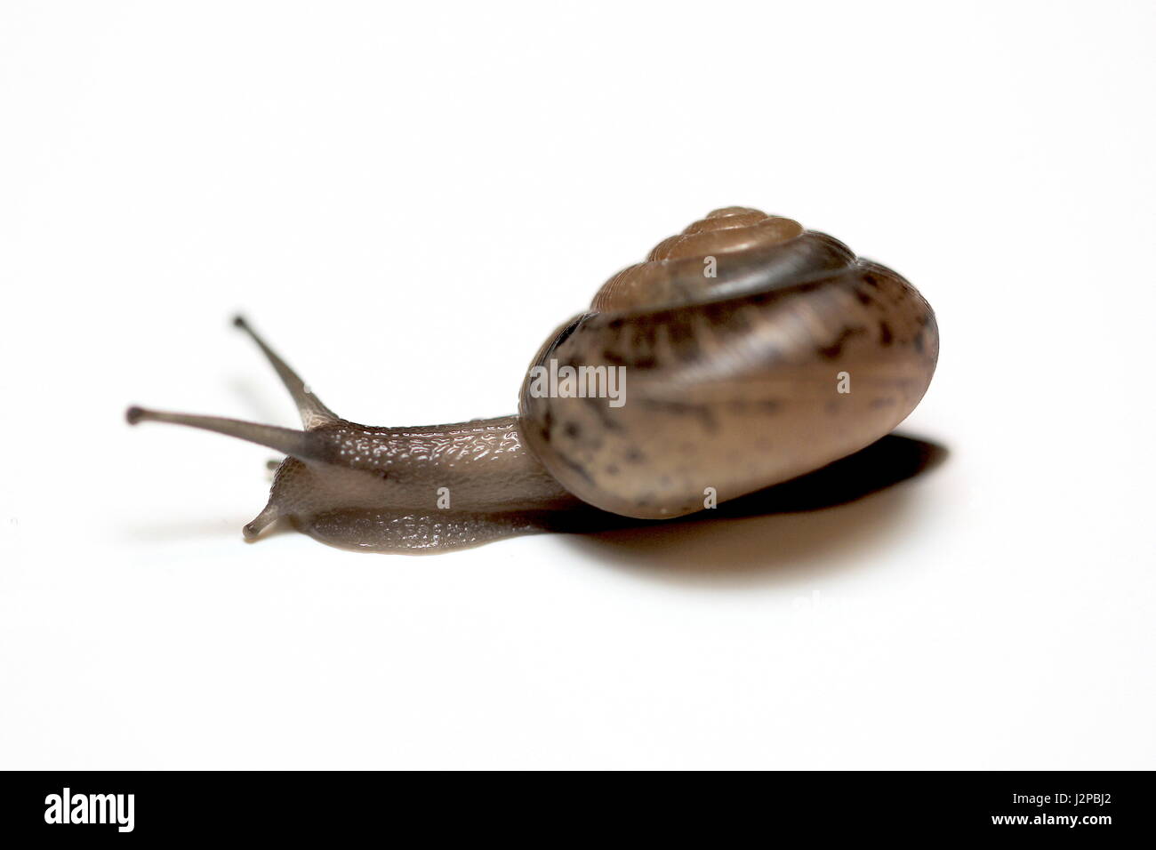 Schneckentempo Stockfoto