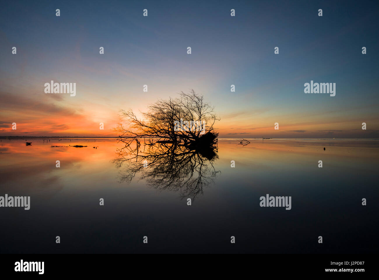 Allein toter Mangroven-Baum an den Strand-Sumpf mit brennenden Himmel Sonne aufgehen, Hintergrund weichzeichnen. Stockfoto