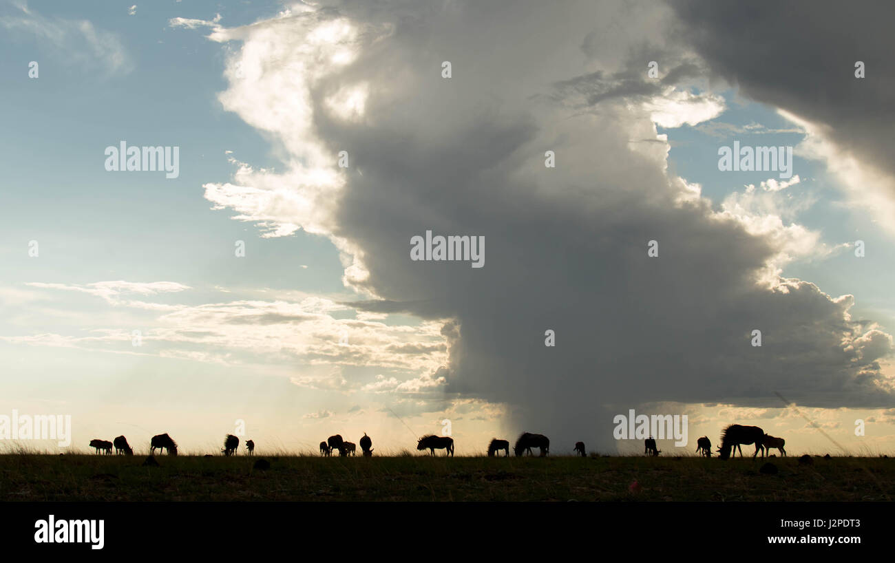 Eine kleine Herde von Gnus, fotografiert mit einem lokalen Gewitter im Hintergrund, Sambia. Stockfoto