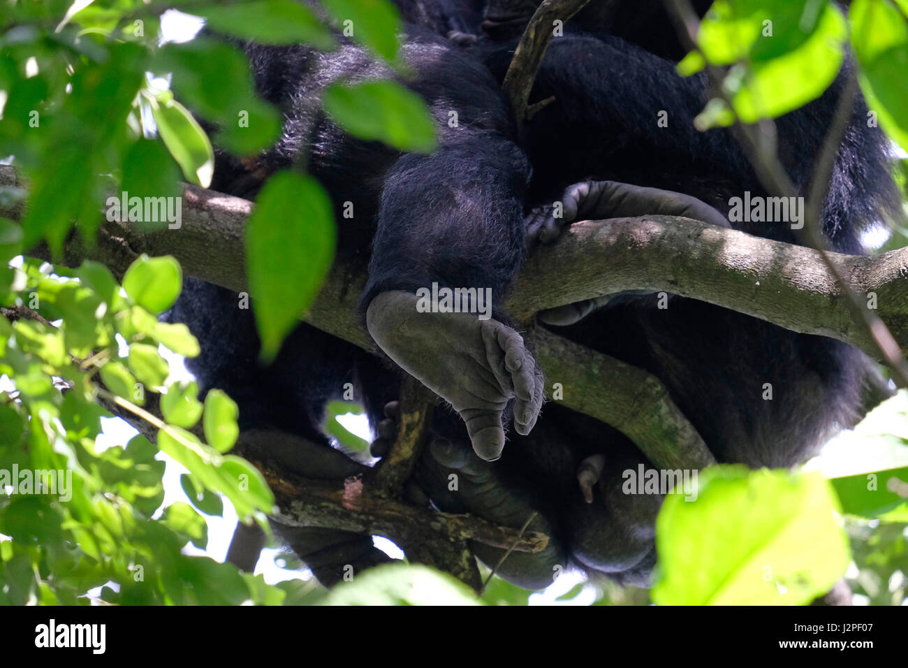 Im Gombe Stream National Park in der westlichen Kigoma Region, Tansania, wird ein wilder Schimpansen der Kasakela-Schimpansen beobachtet Stockfoto
