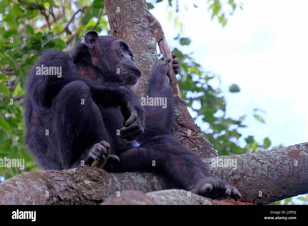 Im Gombe Stream National Park in der westlichen Kigoma Region, Tansania, wird ein wilder Schimpansen der Kasakela-Schimpansen beobachtet Stockfoto