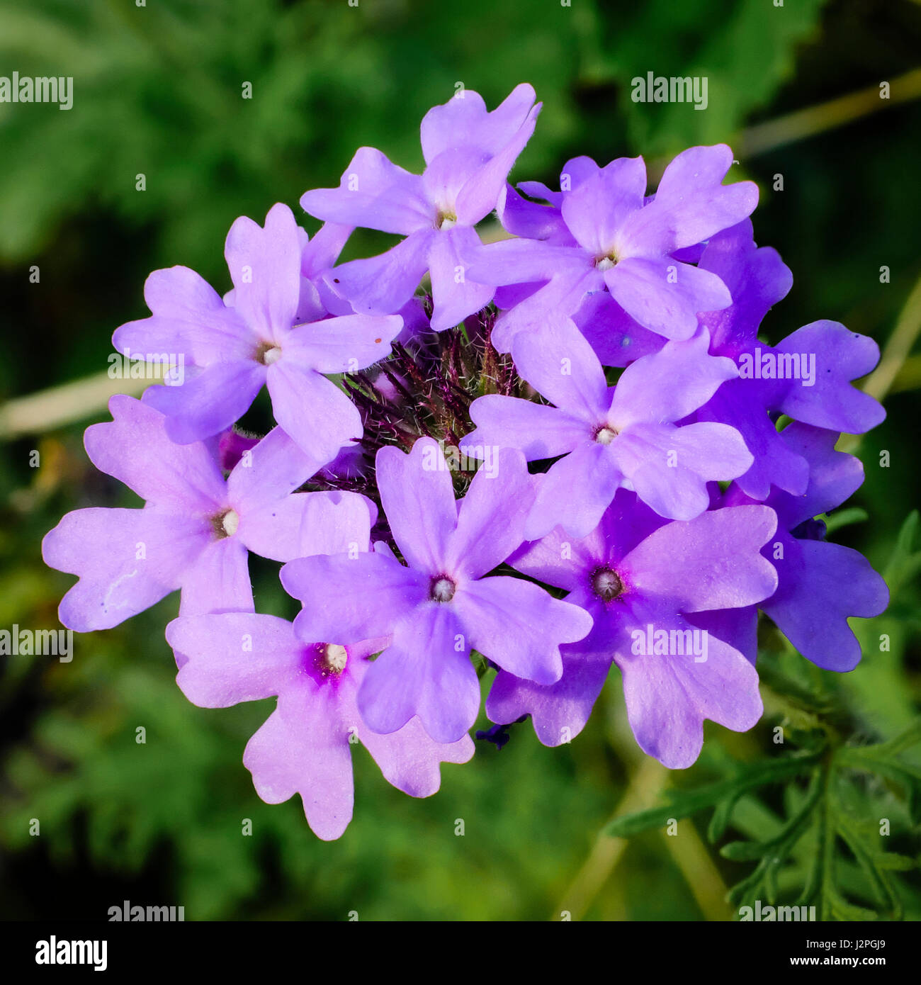 Prairie Eisenkraut ist eine zarte lila Wildblumen gemeinsame über Texas und anderen US-Bundesstaaten. Stockfoto