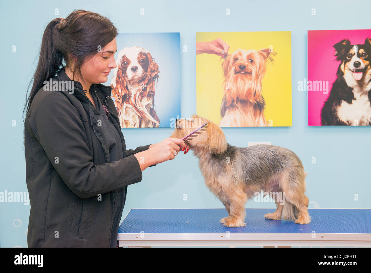Bild: Cheryl Buckley und Ollie, die Yorkie-Haustiere, Eröffnung der Pollokshaws Stockfoto