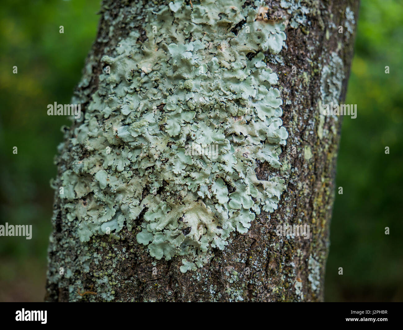 Ein Pilz hält an einem alten Baum Stockfoto