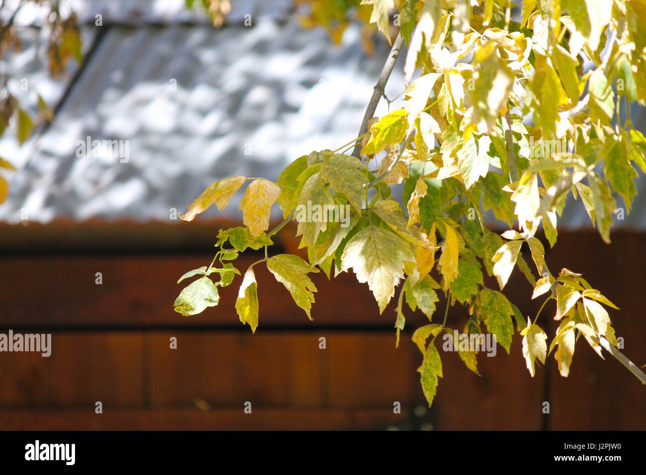 Rustikale Scheune im Herbst Stockfoto