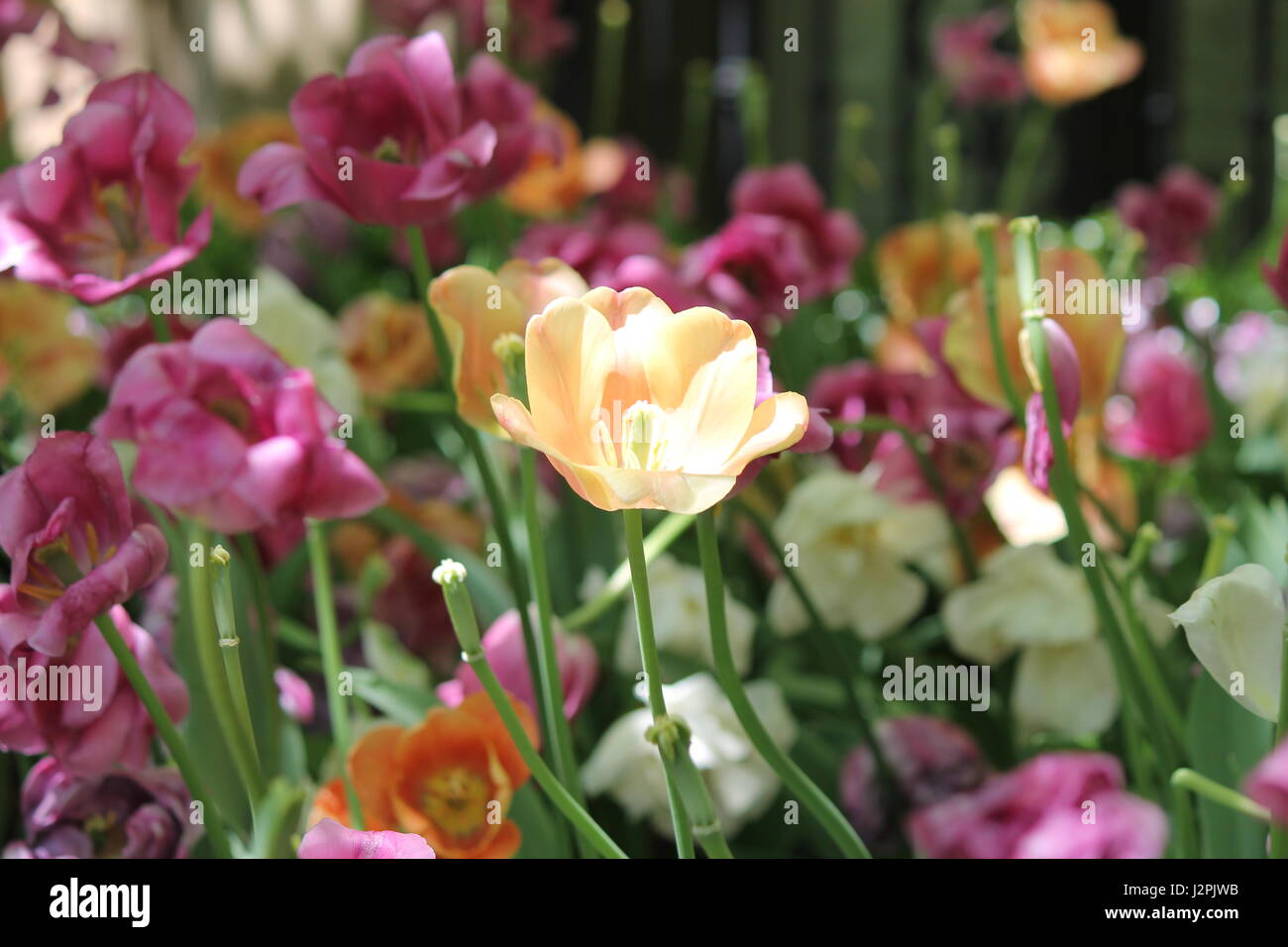 Gelb und rosa Tulpen Stockfoto