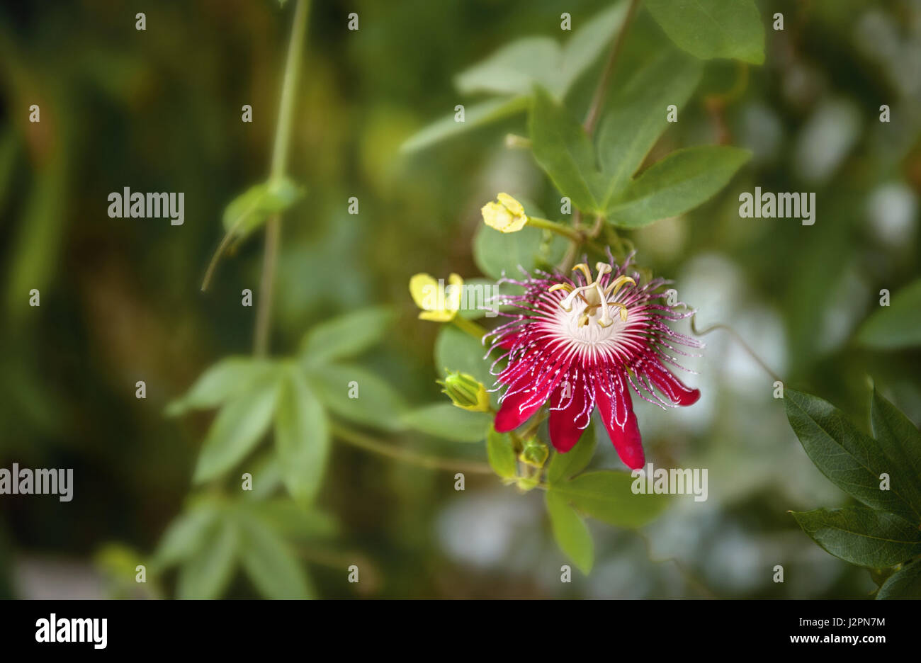 Sorten der Passiflora 'Lady Margaret' blühen im Regenwald Stockfoto