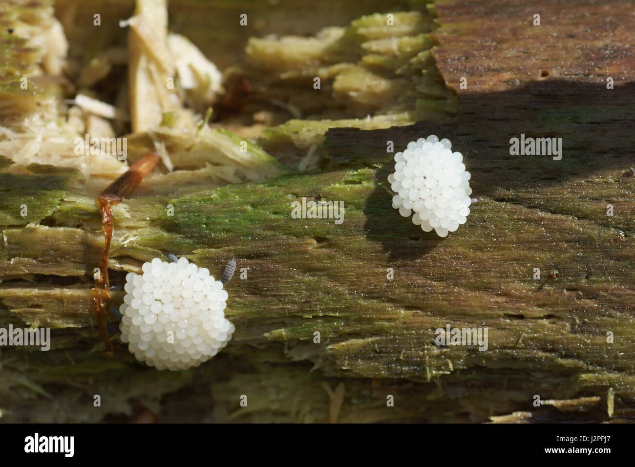 Plasmodisches stadium Fotos und Bildmaterial in hoher Auflösung Alamy