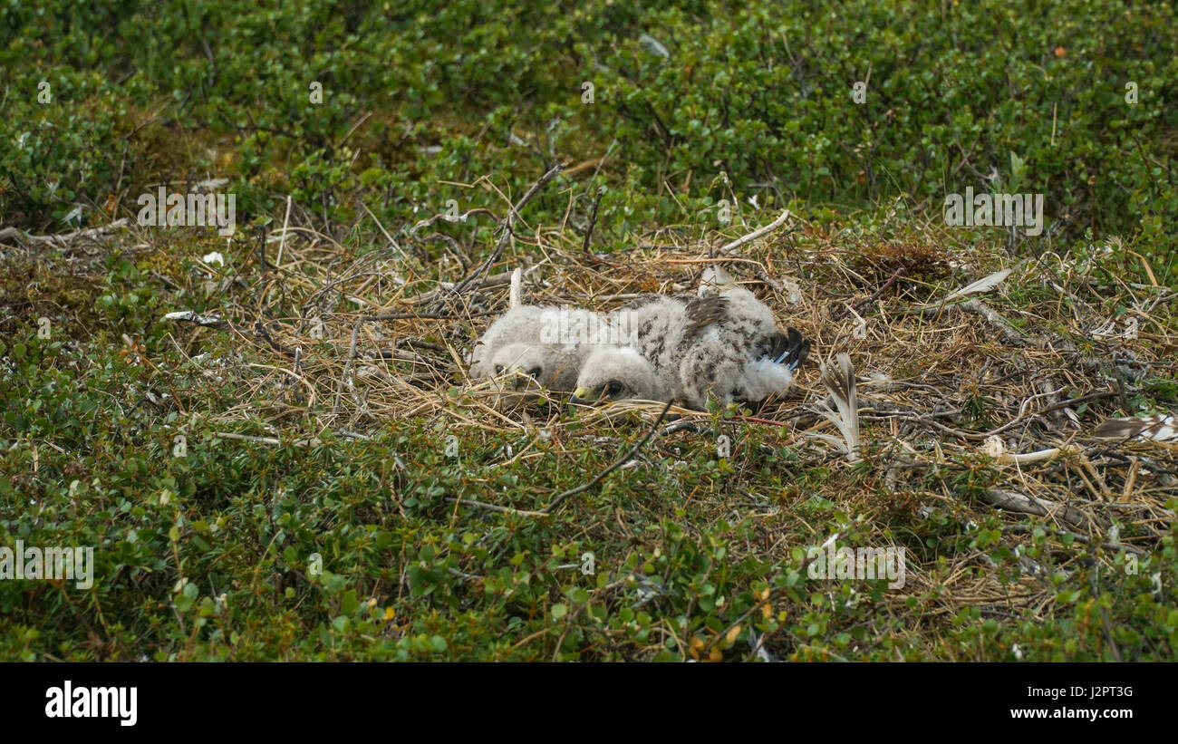 Wanderfalken-Küken im Nest. Wanderfalke - der schnellste Vogel, und in der Regel Lebewesen der Welt. Stockfoto