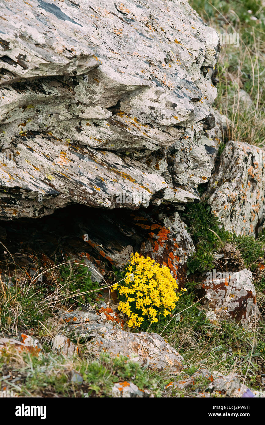 Kleine gelbe Blumen Marsh Marigold "oder" Riesen Marsh Marigold Caltha Palustris Subspecies Polypetala hoch In Berge von geringerem Kaukasus, Georgien Stockfoto