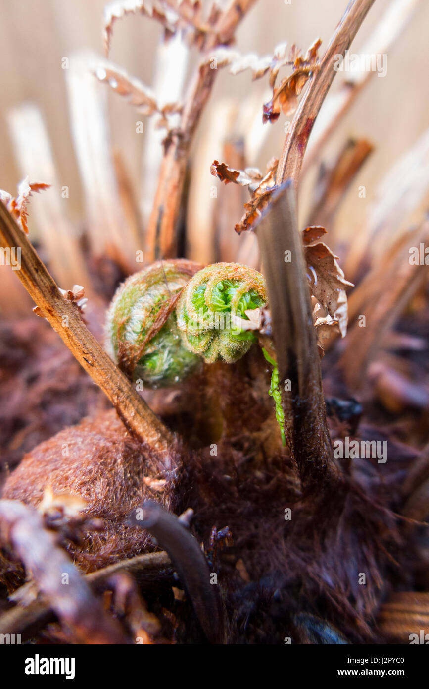 Neues Wachstum Triebe / Wedel / Wedel im Frühling auf ein Tasmanischer Baumfarn / Baum-Farn-Dicksonia Antarctica –, die von Tasmanien gesammelt wurde. Australien. Stockfoto