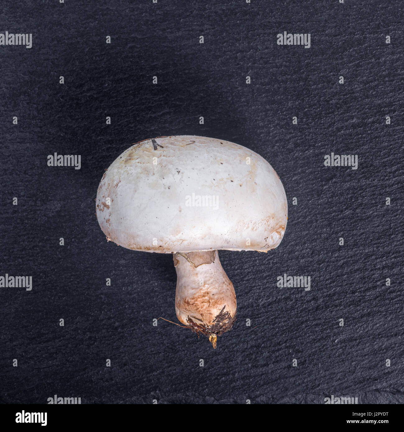 Single Wald Pilze Champignon auf schwarzem Schiefer Stein Hintergrund mit leeren Textfreiraum, Nahaufnahme Stockfoto