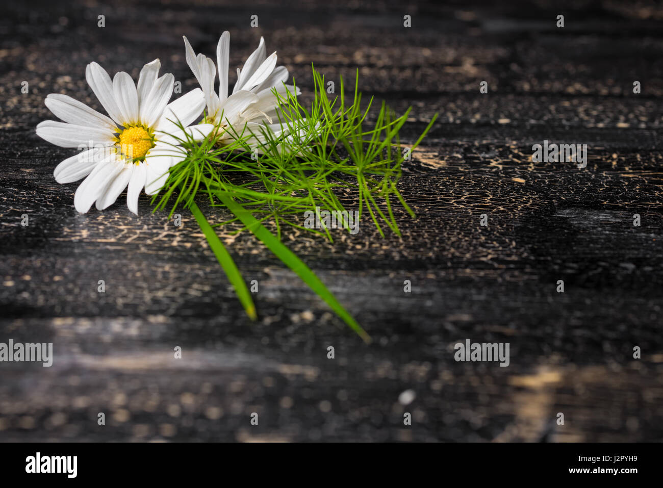 Gänseblümchen Blume mit Rasen auf schwarze Risse Hintergrund, Nahaufnahme Stockfoto