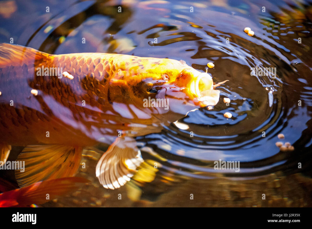 Koi fish wallpaper Fotos und Bildmaterial in hoher Auflösung Alamy
