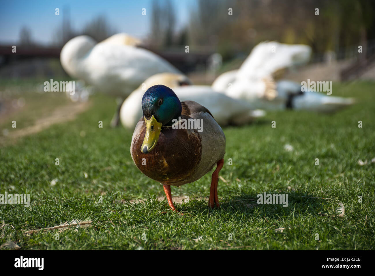 Zu Fuß am Ufer des Flusses mit Schwänen in Backgound Stockente Stockfoto