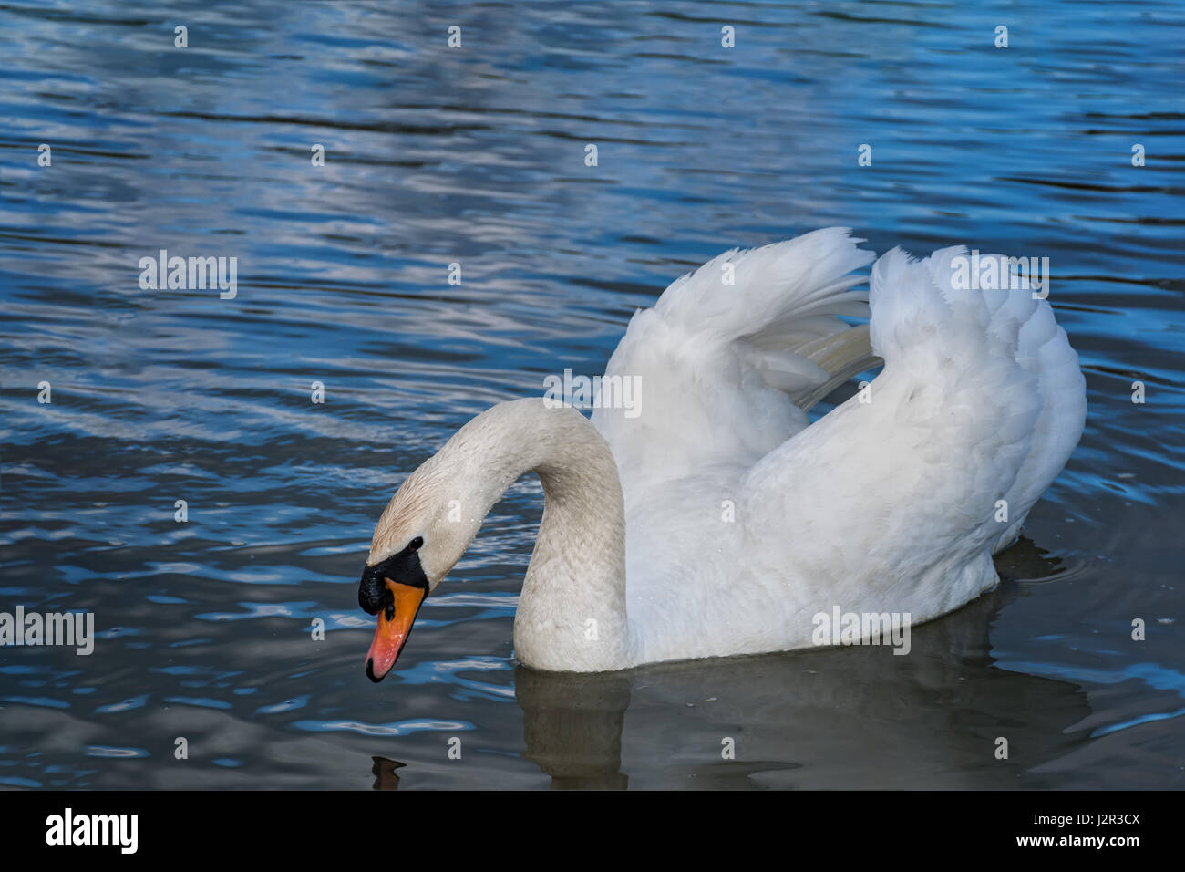 Friedlichen weißen Schwan (Dreak) schwimmt auf dem Fluss Stockfoto