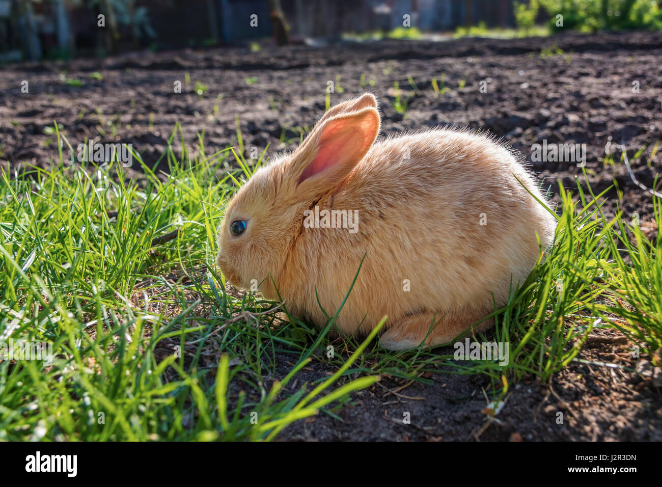 Braune junge süße Rabit auf der Wiese (Sonnenuntergang) Stockfoto