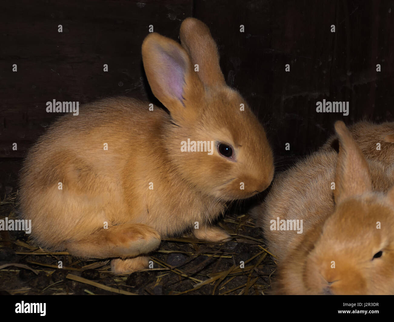 Braune junge Rabit in den Dak-Käfig Stockfoto