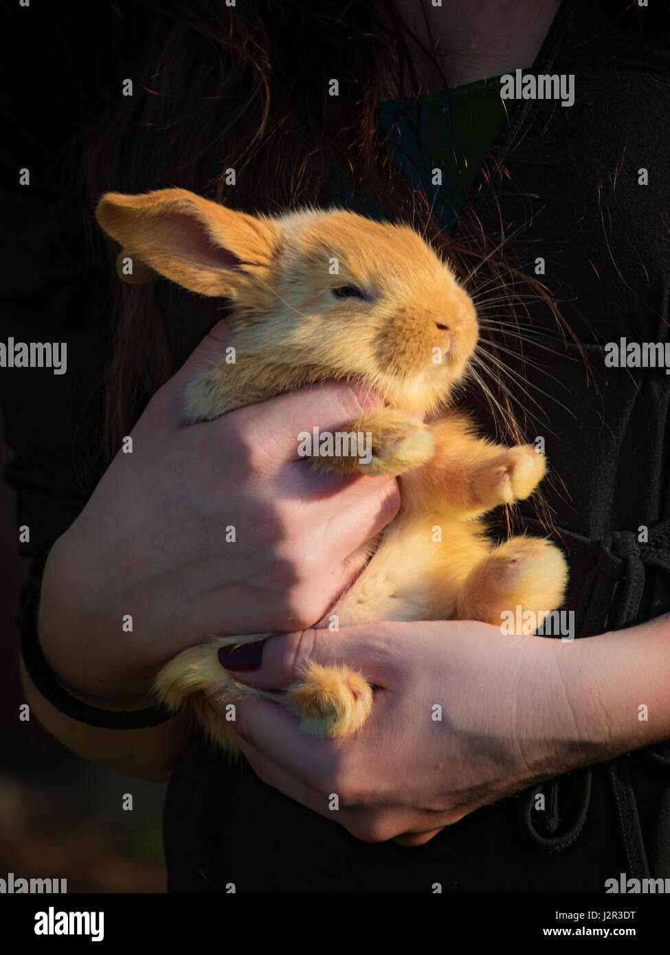 Gilr junge Kaninchen in ihren Händen hält Stockfoto