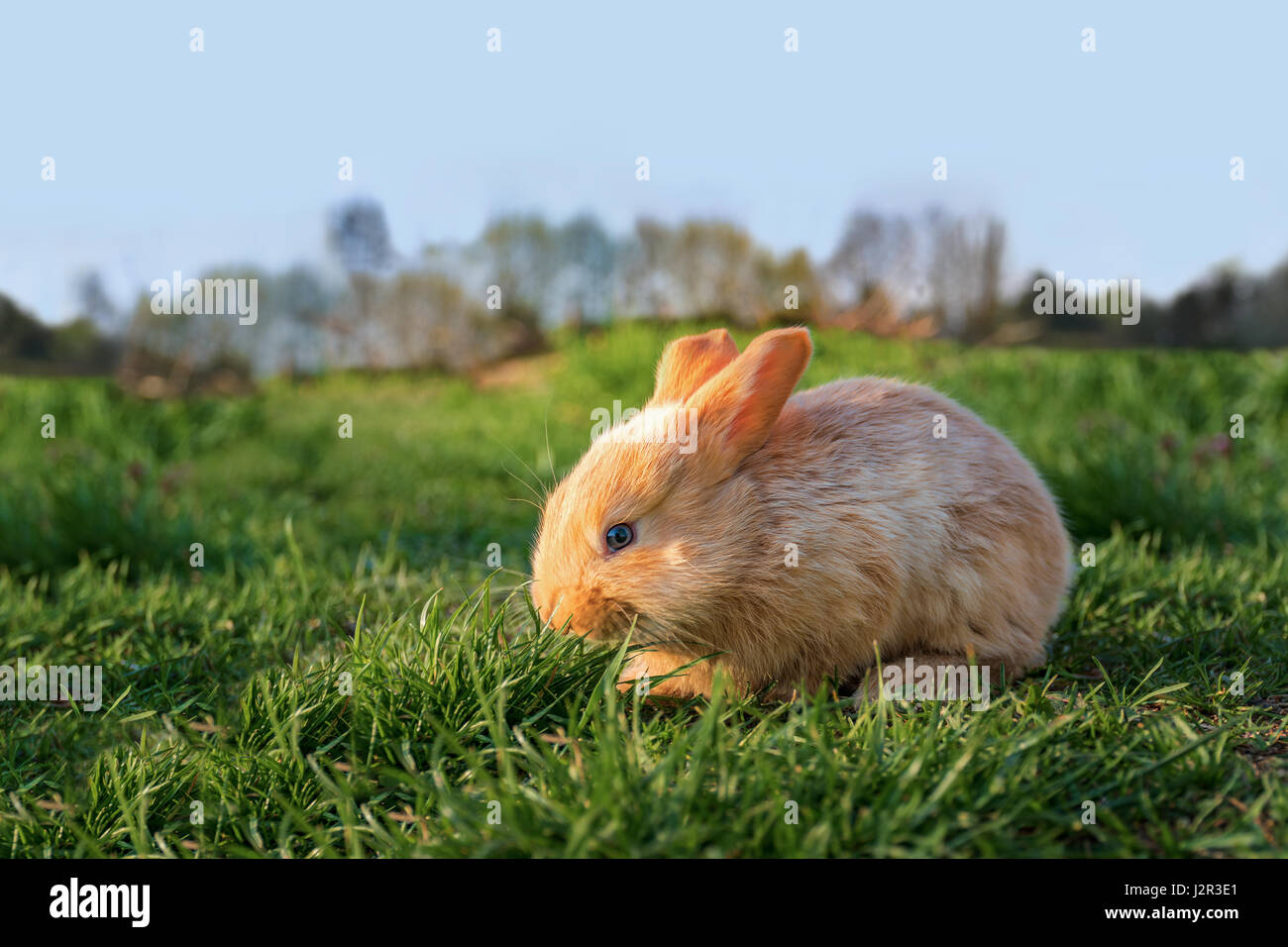 Braune junge süße Rabit auf der Wiese (Sonnenuntergang) Stockfoto