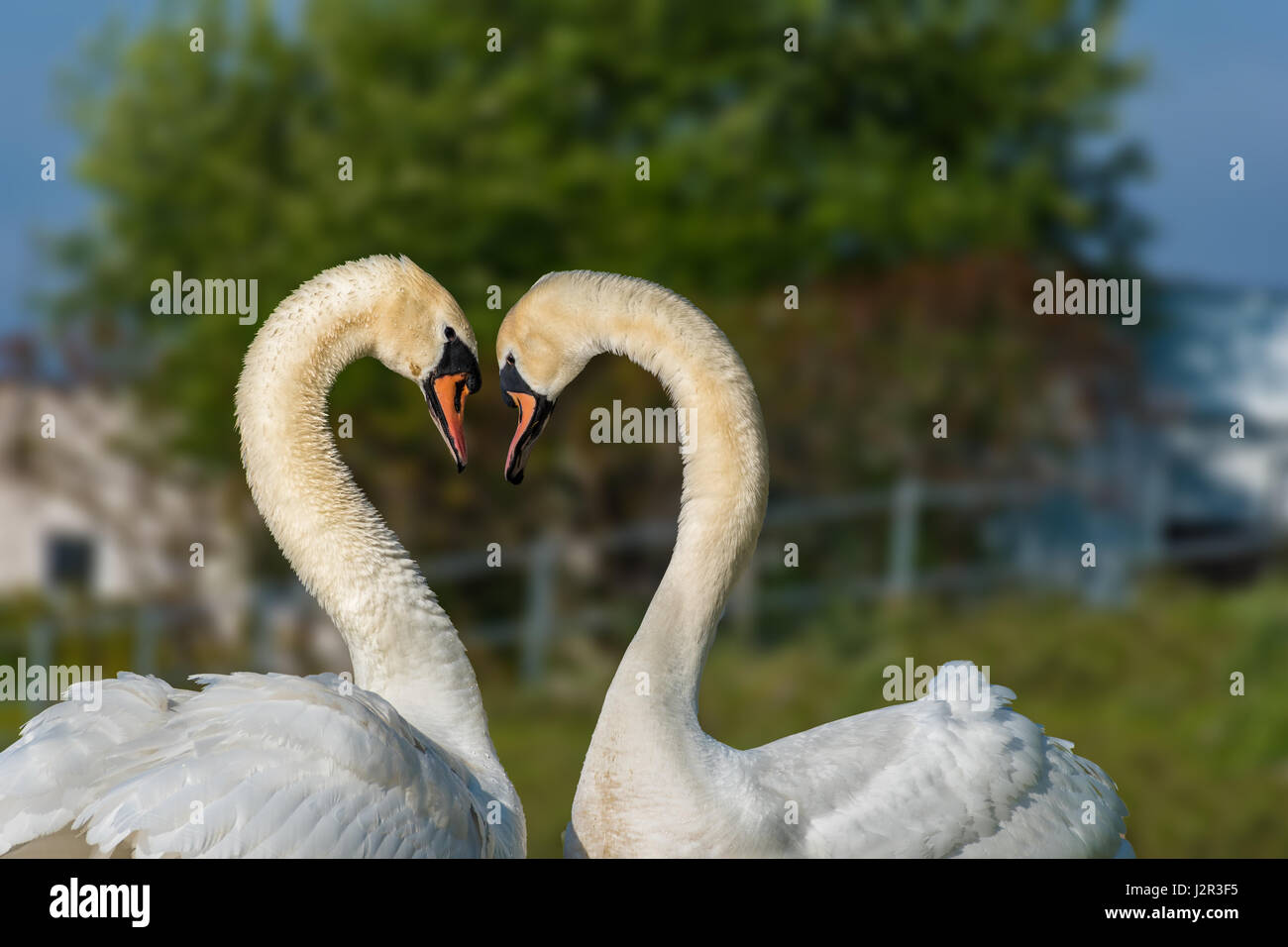 Paar weiße Schwäne am Flussufer – Liebe und Romantik Stockfoto