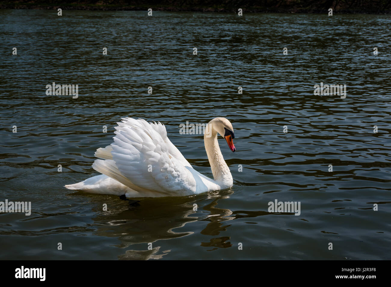 Friedlichen weißen Schwan (Dreak) schwimmt auf dem Fluss Stockfoto