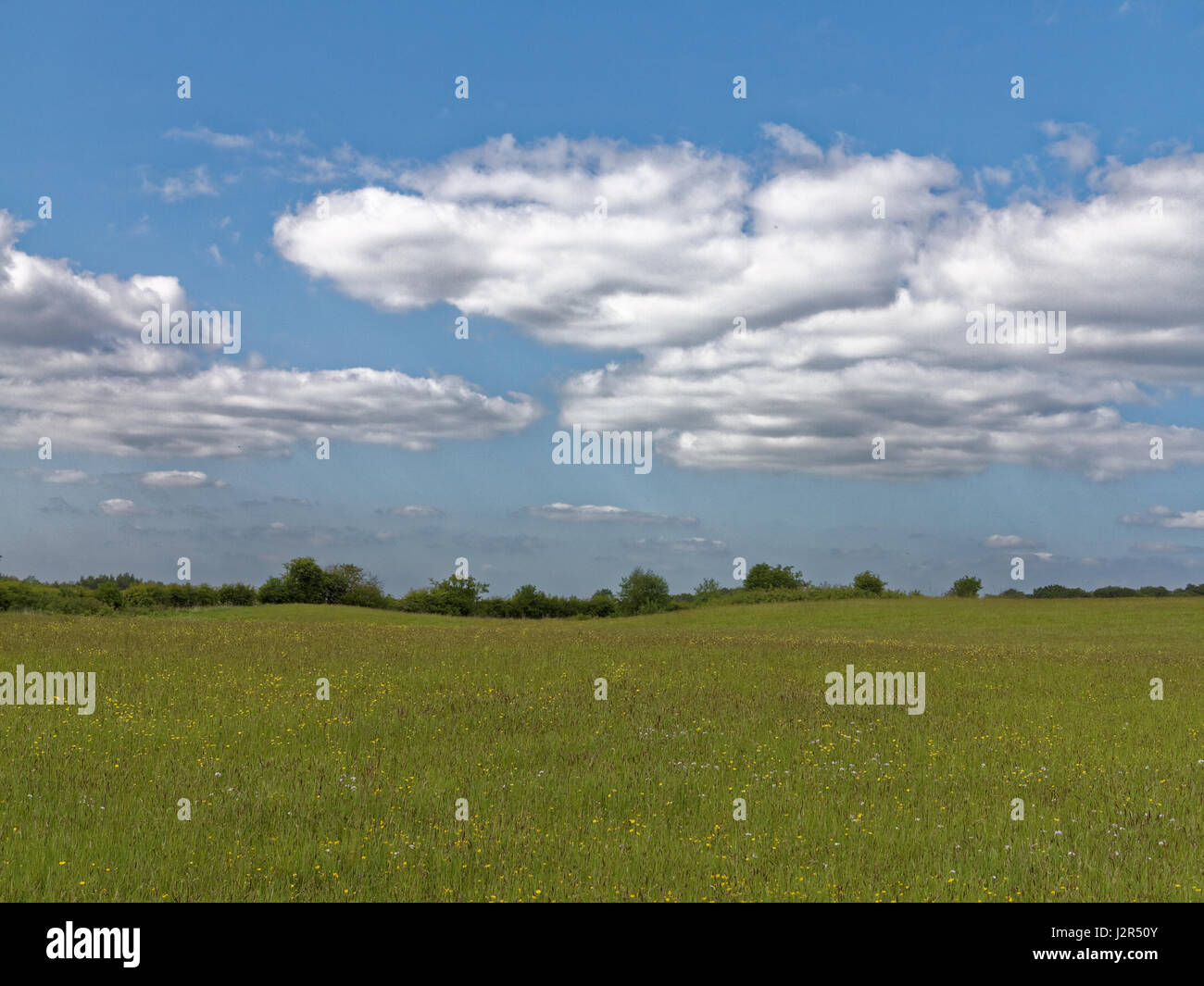 Schottische wiese landschaft Hintergrund ranunkeln Cathkin Braes Country Park, Glasgow Stockfoto