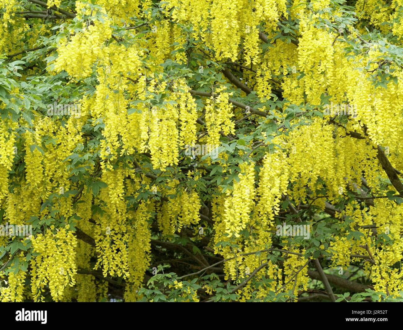 X watereri Goldregen 'Vossii' Baum Stockfoto