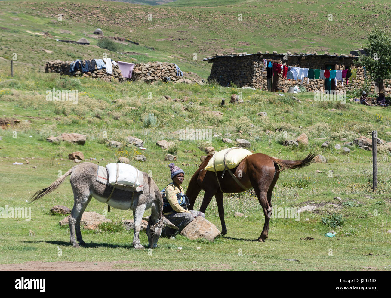 Frau mit Pferd und Esel auf der Straße nach Semonkong, Maseru-Distrikt, Königreich von Lesotho Stockfoto