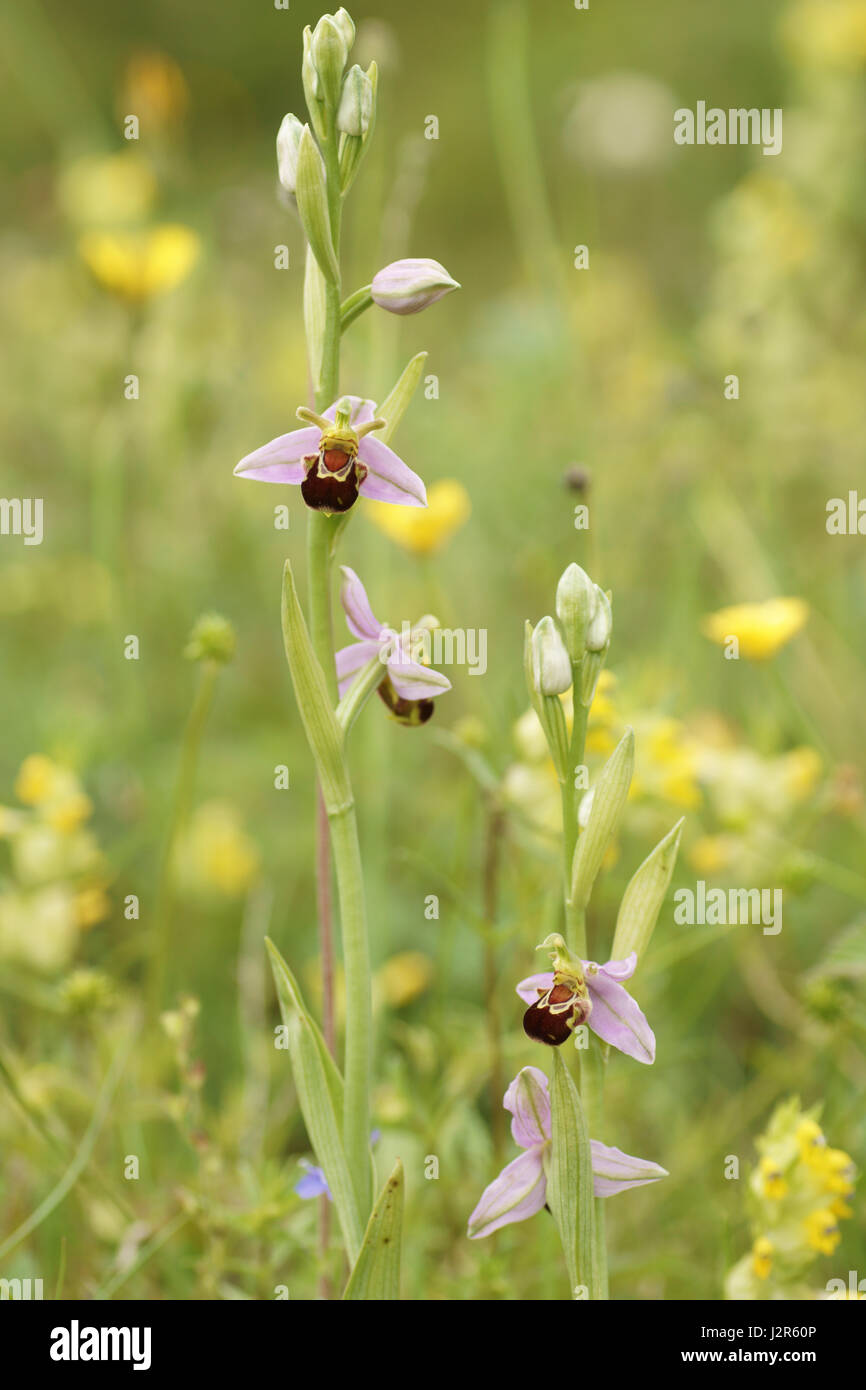 (Bienen-ragwurz Ophrys apifera) Stockfoto