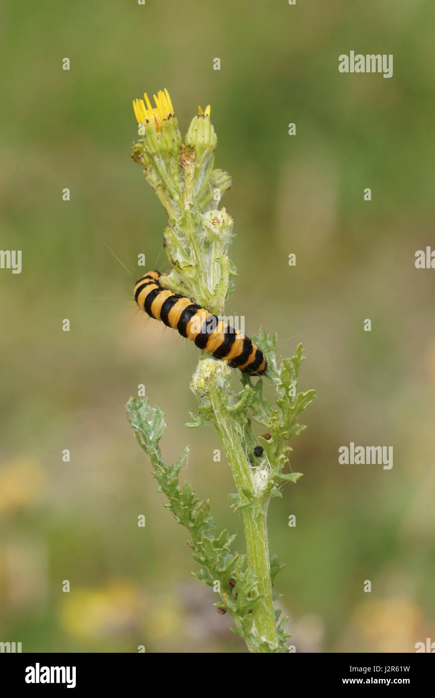 Tyria jacobaeae Stockfoto