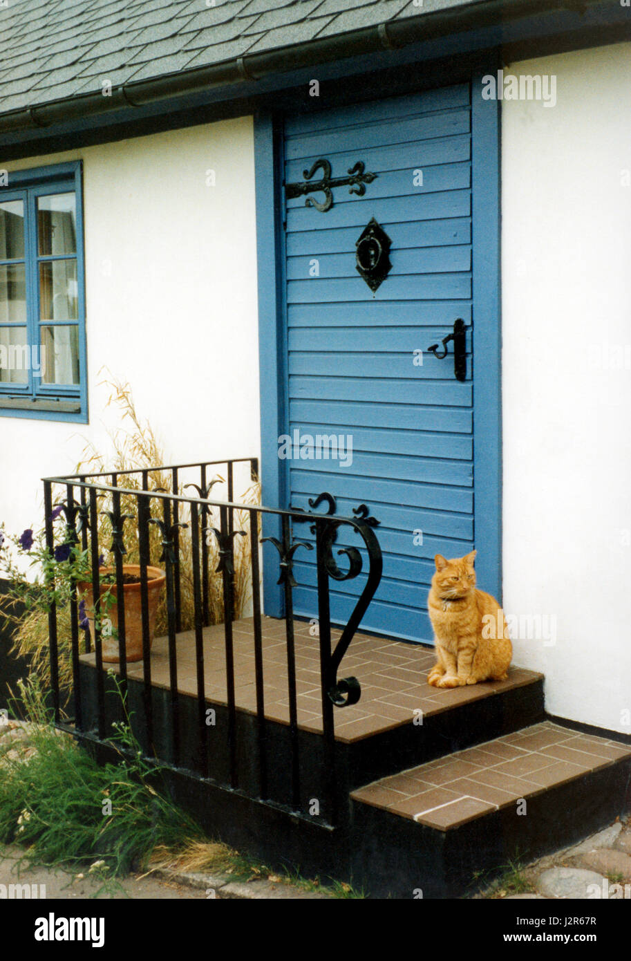 Gelbe Katze sitzt auf der Treppe zu einer blauen Tür 2004 Stockfoto