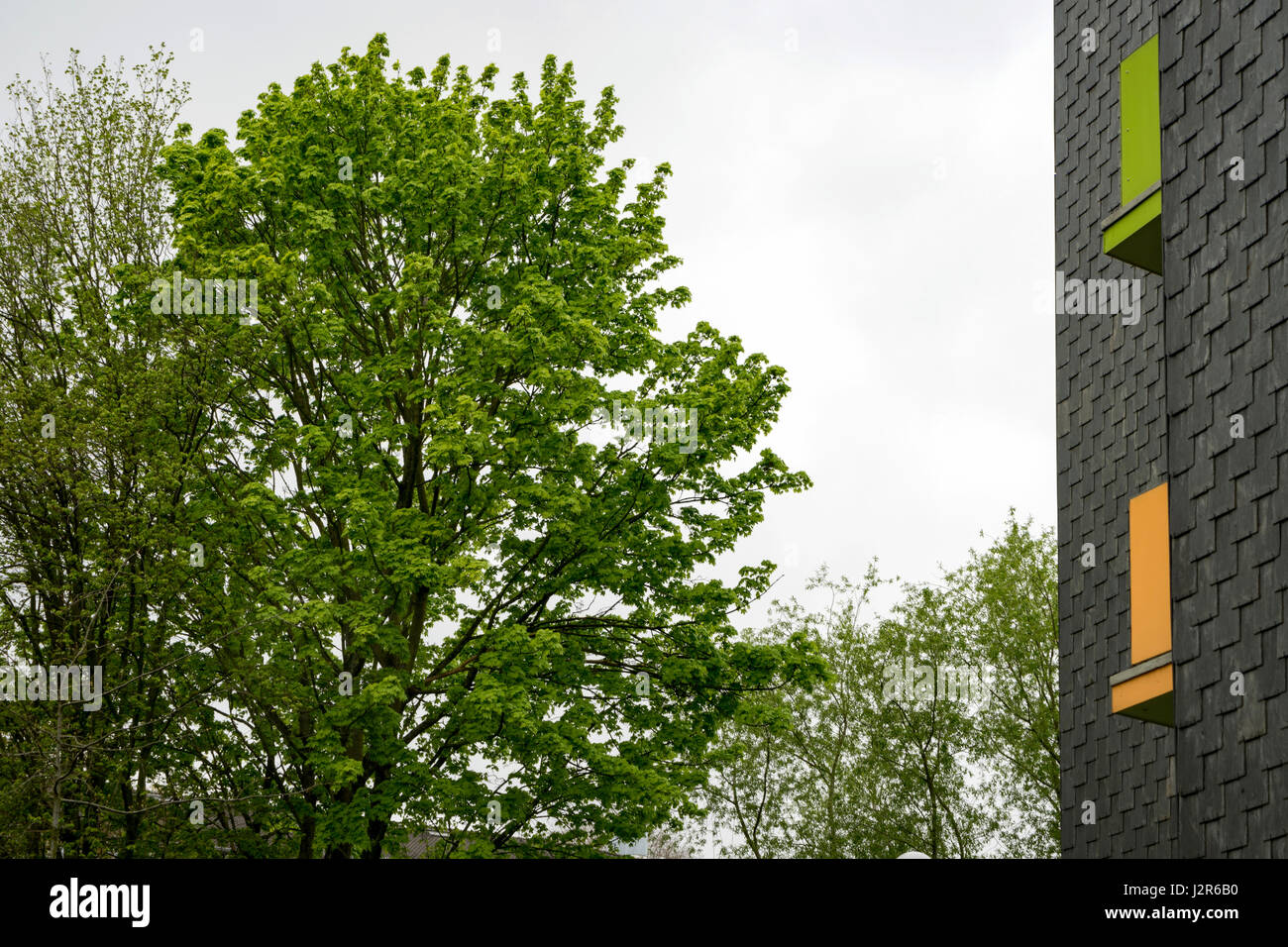 Apartments mit Frühling grün und orange Balkone und Frühlingsgrün Bäume, Deutschland Stockfoto