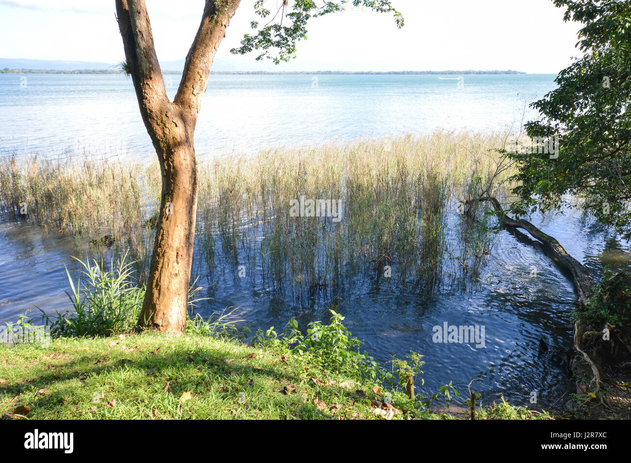 Baum und Vegetation am Ufer des Sees izabal - der größte See in Guatemala, Mittelamerika. Stockfoto