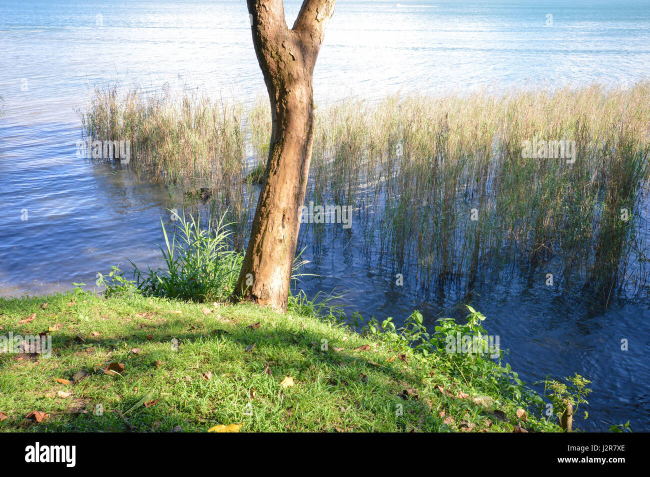 Bäume und Vegetation am Ufer des Sees izabal - der größte See in Guatemala, Mittelamerika. Stockfoto