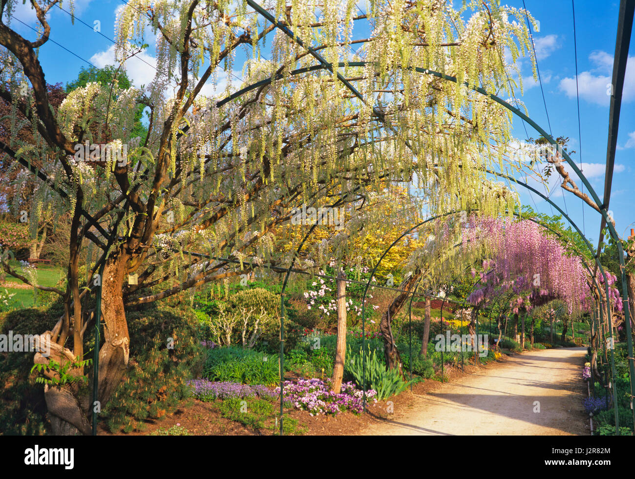 Pergola With White Wisteria Stockfotos und -bilder Kaufen - Alamy