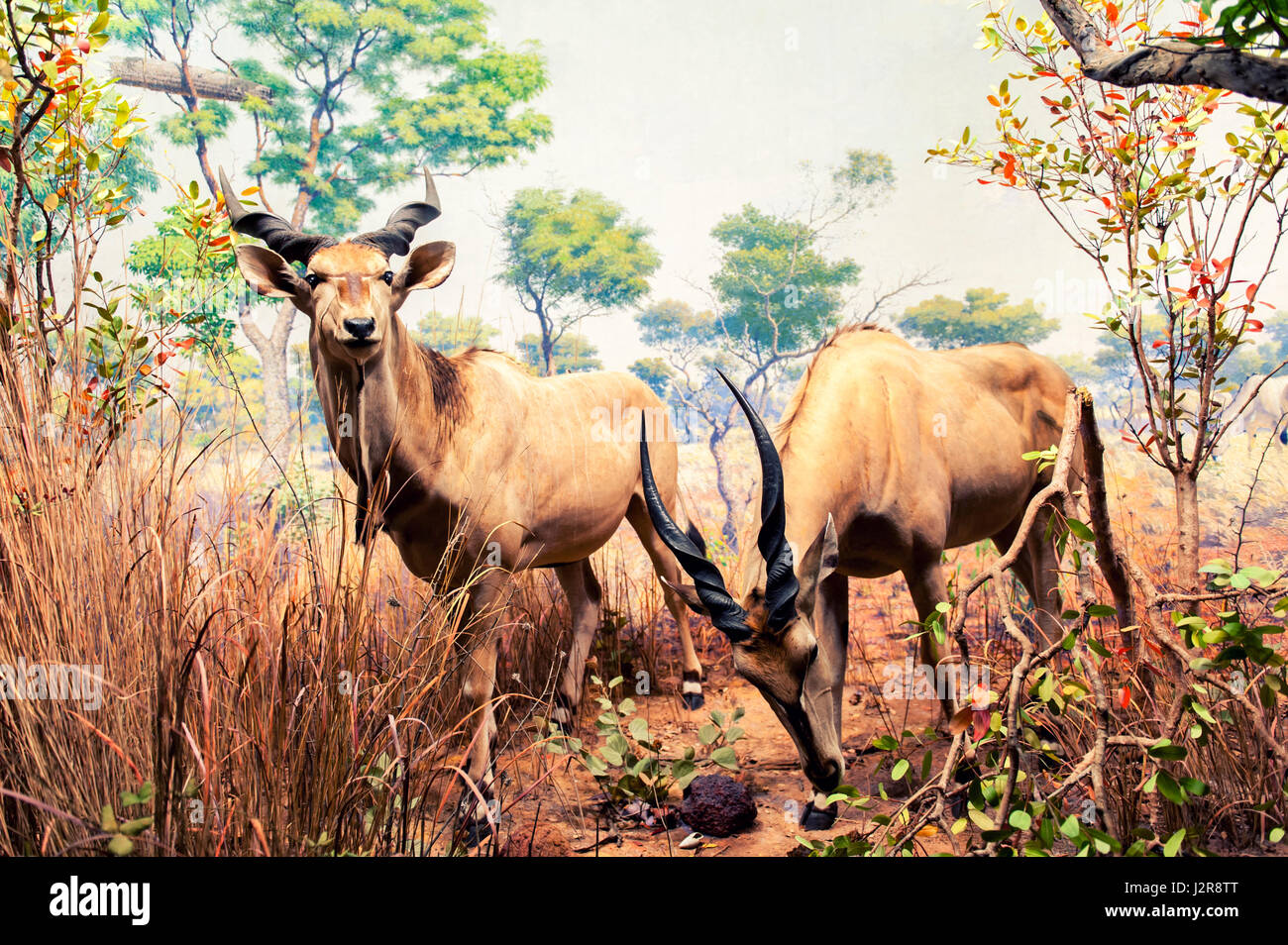 NEW YORK CITY - 13 SEPTEMBER: The American Museum für Naturkunde mit Sammlungen enthalten 32 Millionen Exemplare, ist eines der größten Museen in t Stockfoto