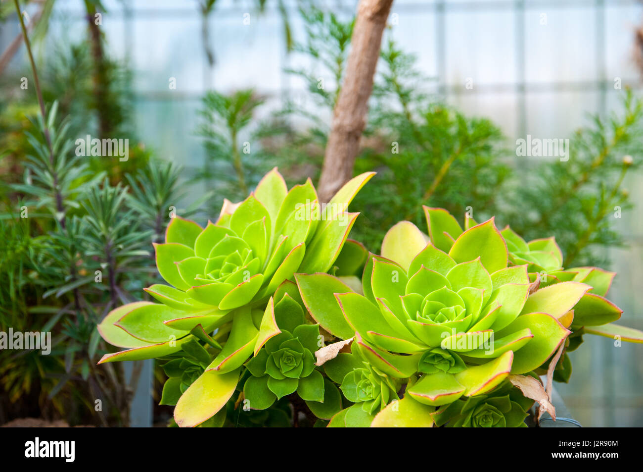 Echeveria ist eine Gattung von Blütenpflanzen in der Crassulaceae Familie, native in Halbwüste über Bereiche von Mittelamerika, Mexiko Stockfoto