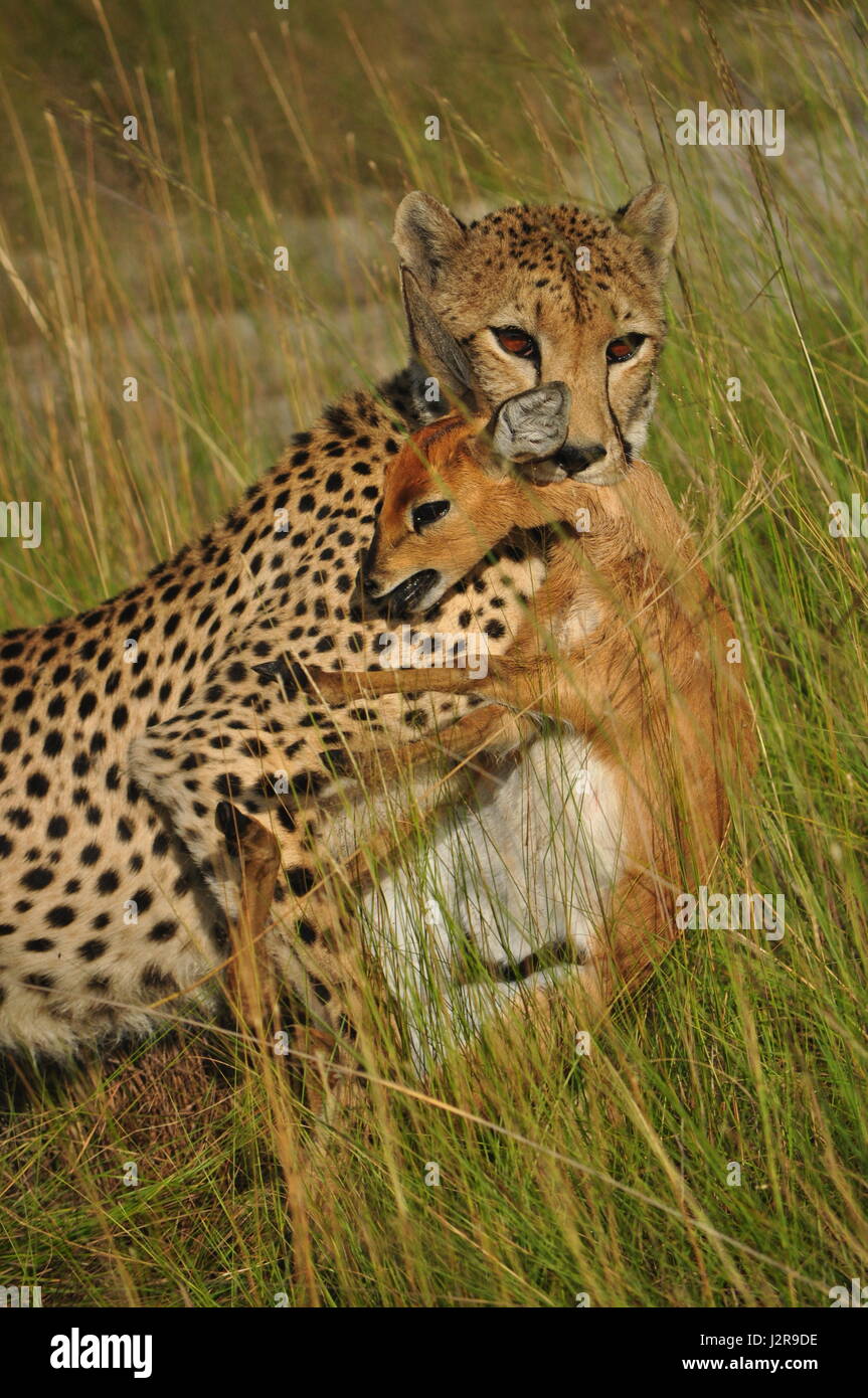 Ein Gepard ersticken fotografierte ein Steinböckchen Liuwa-Plain-Nationalpark, Sambia. Stockfoto